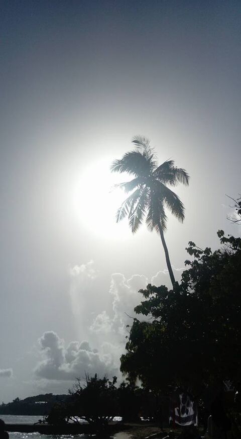 Contre jour palmier Photographie numérique. Guadeloupe.