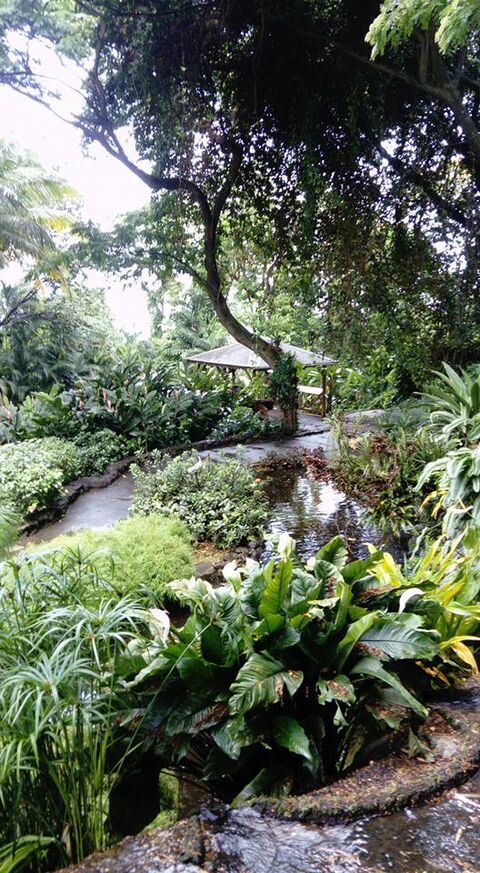 Jardin Photographie numérique. Guadeloupe.