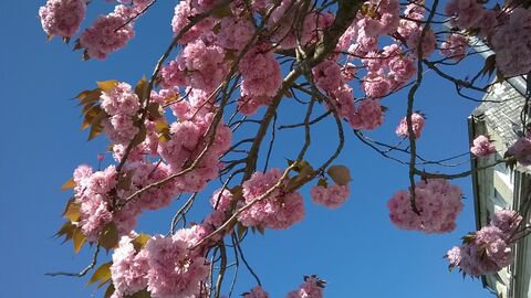 Cerisier en fleurs Photographie numérique. Compiègne